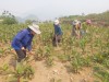 Huyện Tam Đường tích cực chăm sóc cây dong riềng
