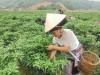 Triển vọng mô hình liên kết trồng ớt ở xã Nà Tăm