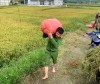 Công an Thị trấn hỗ trợ gia đình già neo đơn thu hoạch lúa chiêm xuân