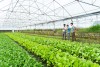 Tam Đường ứng dụng KHKT vào sản xuất, chế biến, tiêu thụ sản phẩm nông nghiệp