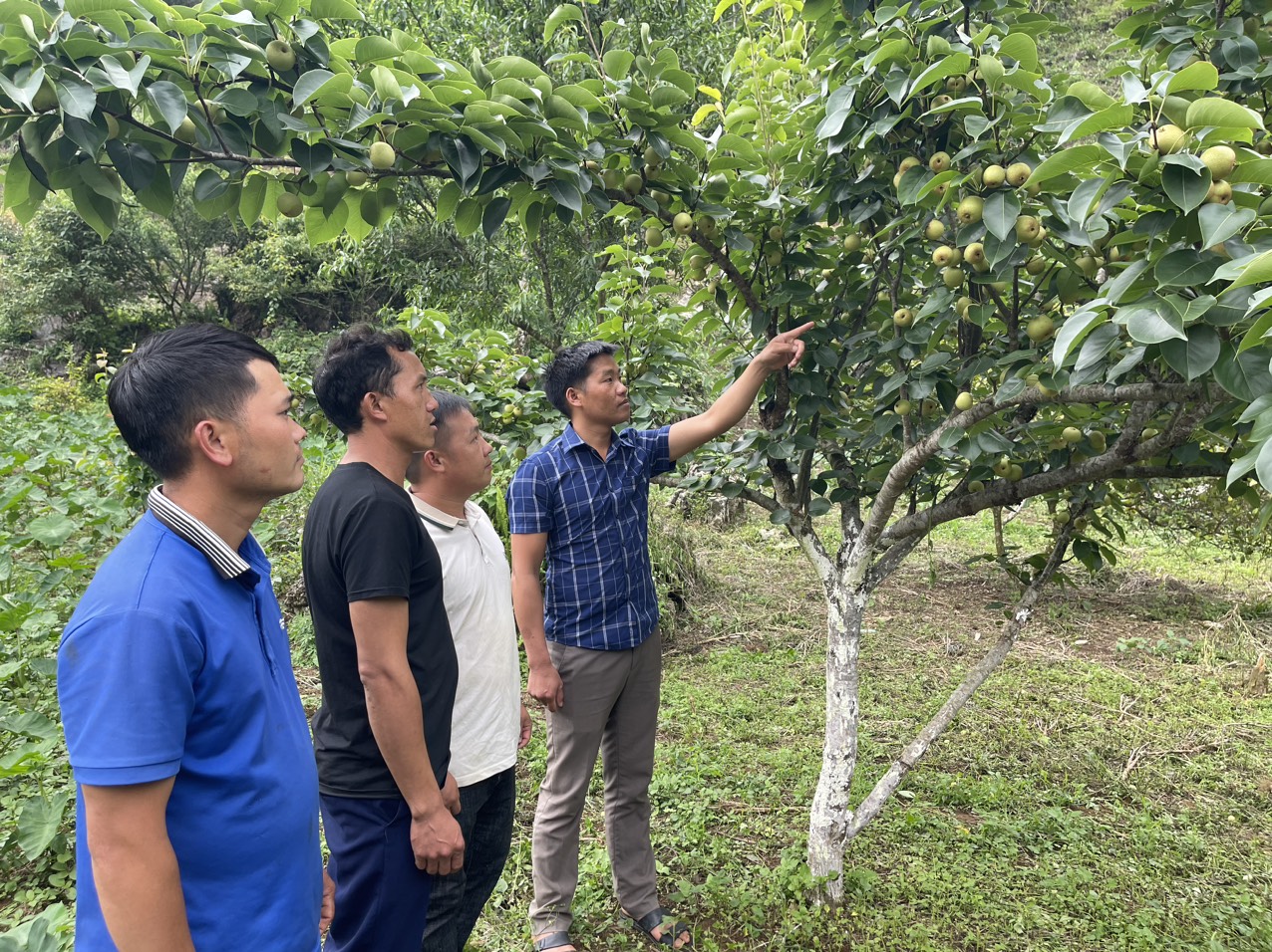 Nùng Nàng chăm sóc gần 88 ha cây ăn quả