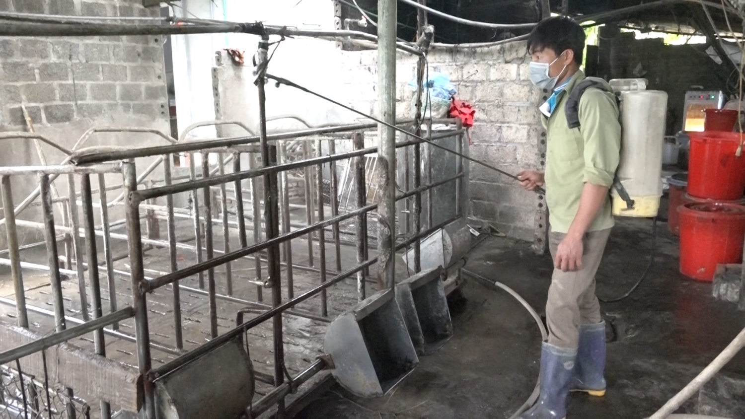 Công bố bệnh dịch tả lợn Châu Phi trên địa bàn xã Bình Lư