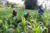 Huyện Tam Đường trồng trên 1.477 ha ngô thu đông