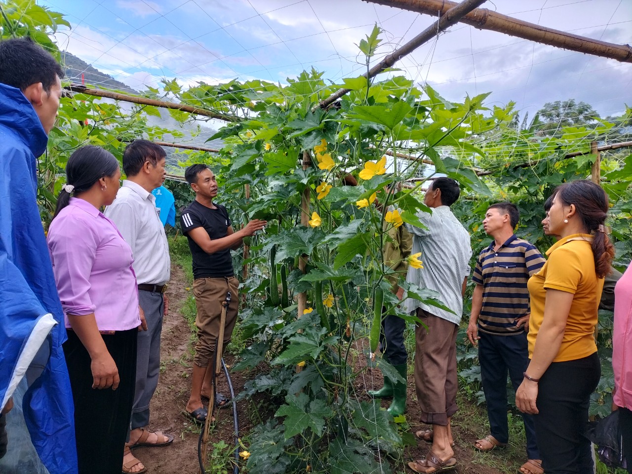 Bí xanh rớt giá 3000 đồngkg người trồng bí ở Thanh Chương lo lỗ vốn Báo Nghệ An #26 Bí xanh rớt giá 3000 đồngkg người trồng bí ở Thanh Chương lo lỗ vốn Báo Nghệ An